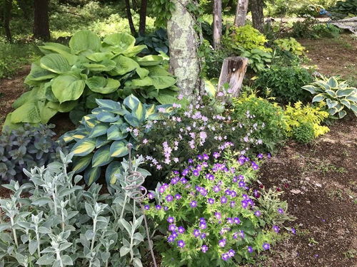 我的玉簪病了 洋葱水救了它