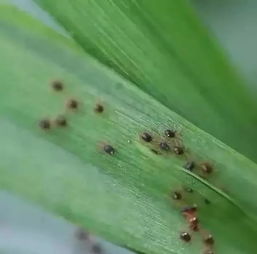 苯醚甲环唑百禾丰华：小麦产量损失的救星？