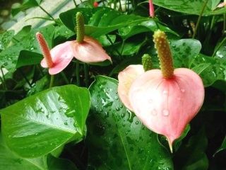 大豆：非花卉植物，却是美味食材！