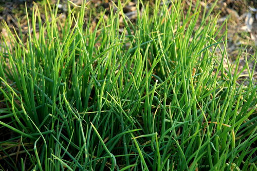 5、 盘点南北方的植物差异