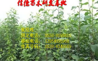 土壤和种子处理