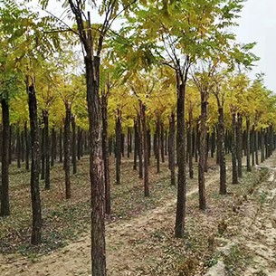 梧桐树喜光耐寒，适生于排水良好、土壤肥沃的沙质土壤