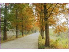 水杉与中山杉的对比小记