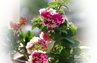 贵州适合种植蔷薇吗？