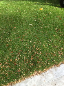 懒人草坪大揭秘：选对品种， 省心又省力