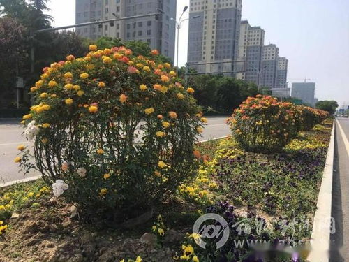 寻找2米高大直径精品造型月季花柱的艰辛之旅