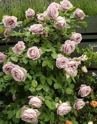 藤本蓝月亮月季花的花期与养护心得