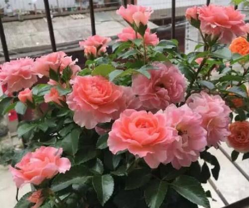 芳香王阳台月季：枝干健壮， 多头开花