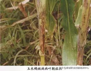 咋个防治喃，我该咋个弄喃？