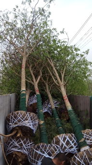 天津瀚林园林绿化工程有限公司：批发市场探班