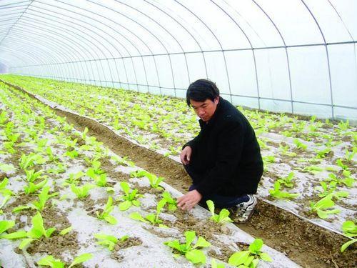 方案二：滴灌技术，精准又高效