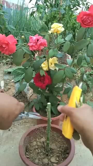 视频教程， 让你轻松学会嫁接方法