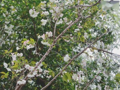 温室栽培，北方温室开花早