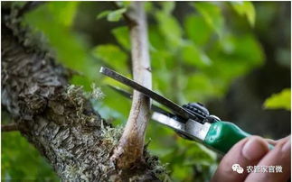 智嫩监测设备，实战应用中的樱桃种植