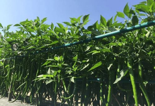 苎麻怎么养才能高产？家庭种植必知三大要点有哪些