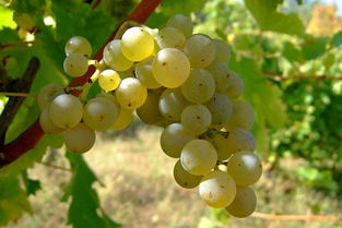 形态特征命名法