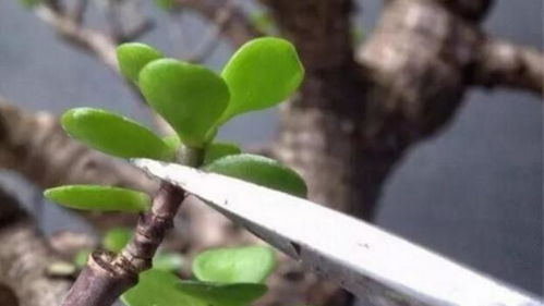 人参榕枝条太少？试试将一枝拆为两