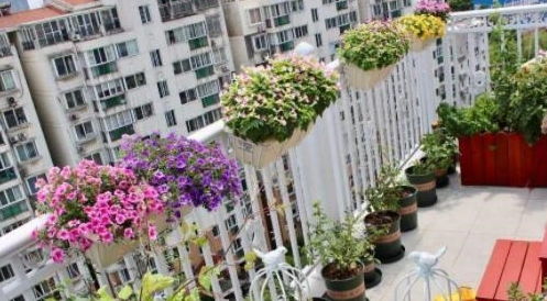 室内吊篮种花攻略：美丽又省心