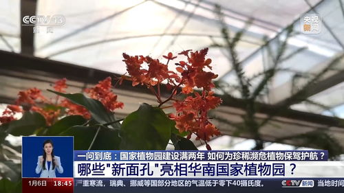 雪燕长在什么树上？带你一探究竟
