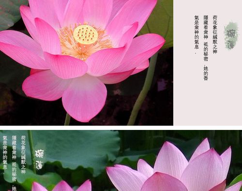 室内水培睡莲不放泥只放水，如何保证其正常生长和开花