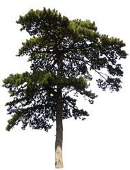 树木的轮廓与姿态