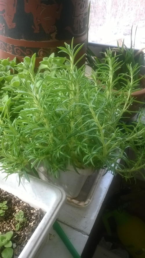 用途大不同：功效的探索