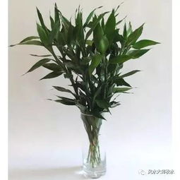 富贵竹的神奇生命力揭秘：了解这绿植的独特之处！