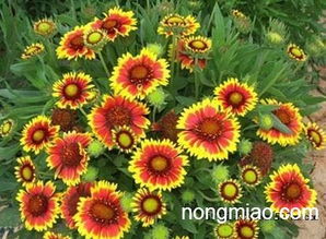 天人菊：沙漠向日葵， 金灿灿的花朵像小太阳