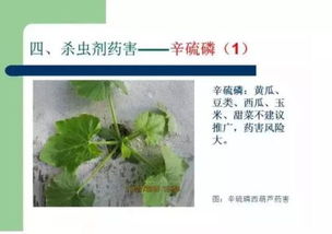 虫螨腈：害虫的噩梦