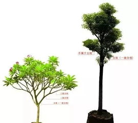 绿化苗木大分类