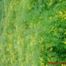 屋顶绿化,佛甲草行不行?