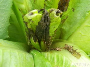 茶花新叶芽尖变黑的原因，你了解多少？