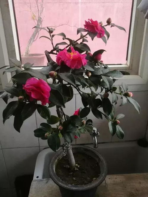 冬天家里没人，花卉如何防寒保暖