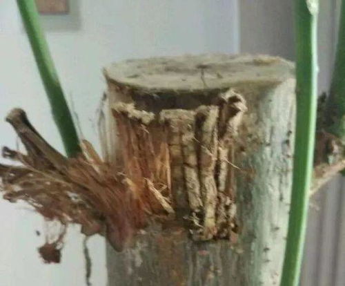 树干干枯腐烂怎么办？如何有效处理