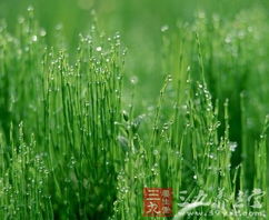 10. 滴水观音、 龟背竹、风信子（凶险名单）