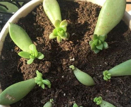 叶插繁殖的关键在于耐心和细心