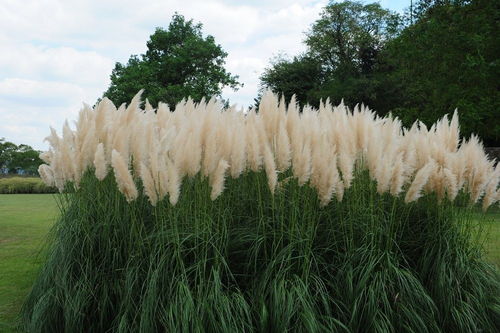 树林里种什么草好？