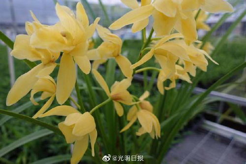 兰花种类繁多，国兰与洋兰