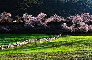 高原种花，原来可依这样有趣！