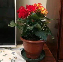 夏天养护大叶海棠，焦叶烂根问题怎么破？