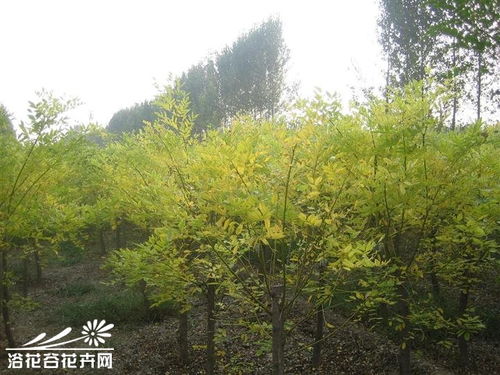金枝槐图片大全，高清美图欣赏