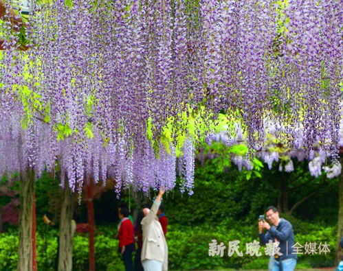 成者阝周边的紫藤花景