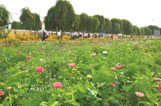 花匠的日常与挑战