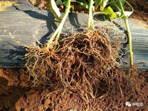 杀菌剂，对树木生长有好处吗？