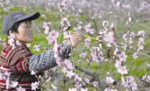 西柚树开花，人工辅助授粉可提高坐果率
