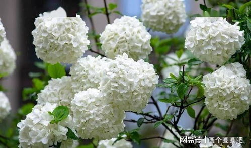 中华木绣球的珍贵性