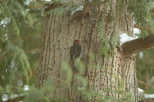 云南三个主产区的观察