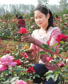 剪剪枝，整理新枝