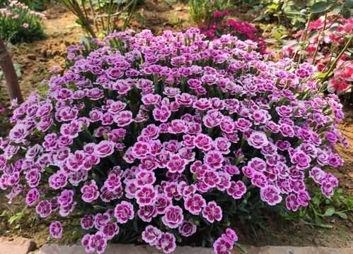 春天的使者——石竹