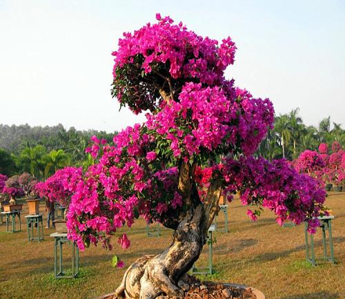 三角梅开花用磷钾肥，这样做花苞呼呼冒